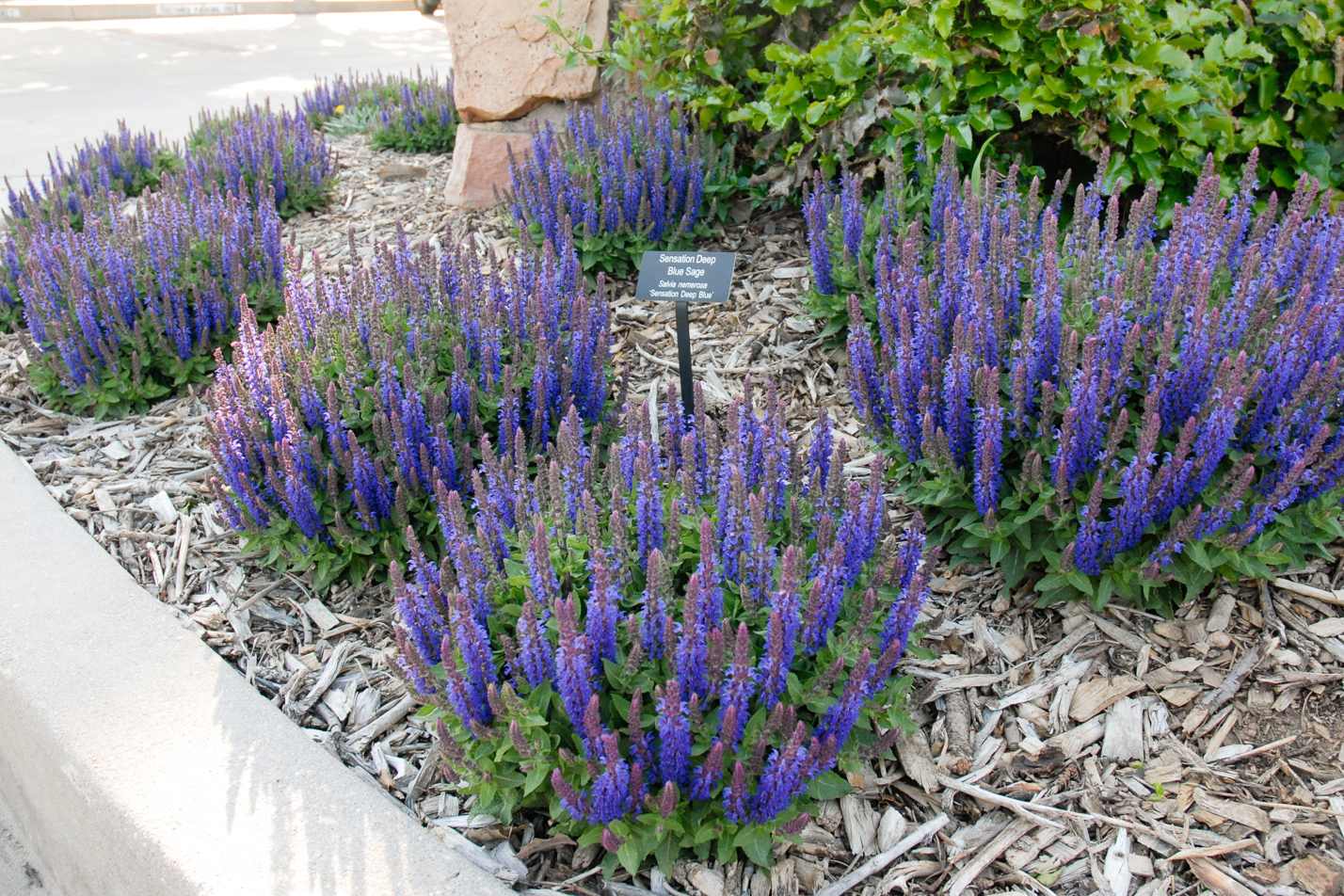 Sensation Deep Blue Sage